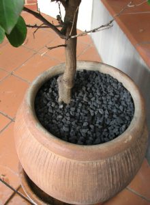 Black scoria after five years in pot
