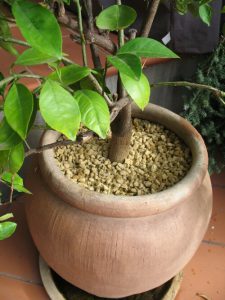 Gold in pot